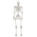 Halloween Realistic Full Body Skeleton Prop Decoration Posable Joints