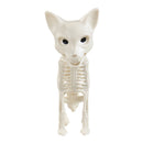 Spooky Halloween Cat Skeleton