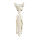 Spooky Halloween Cat Skeleton