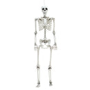 Halloween Realistic Full Body Skeleton Prop Decoration Posable Joints