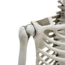 Halloween Realistic Full Body Skeleton Prop Decoration Posable Joints