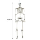 Halloween Realistic Full Body Skeleton Prop Decoration Posable Joints