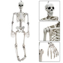 Halloween Realistic Full Body Skeleton Prop Decoration Posable Joints