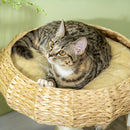 PawHut 51cm Cat Activity Centre w/ Top Bed, Toy Ball, Sisal Scratching Post