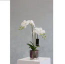 Mint Collection - White Orchid in Silver Ceramic Pot - 2 Stems - 40x40x60cm